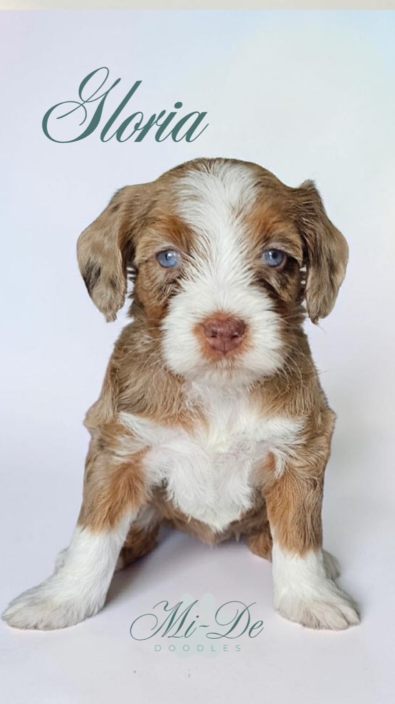 A brown and white puppy with blue eyes sits on a white background. The name Gloria is written above, and Mi-De Doodles appears below in elegant script.