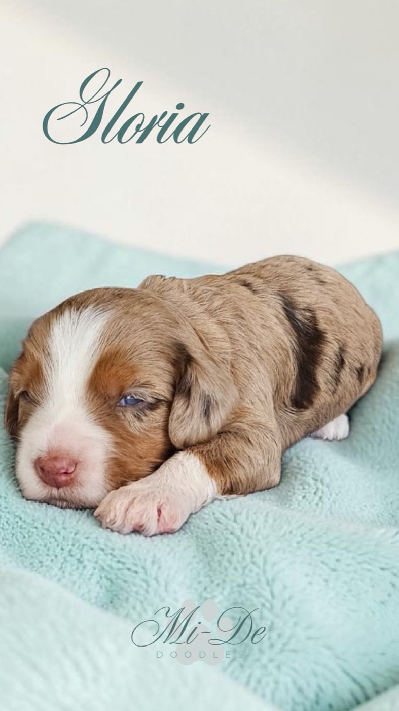 A tiny, brown and white puppy with blue eyes is sleeping on a soft, light blue blanket. The word Gloria is written above, and Mi-De Doodles is at the bottom of the image.