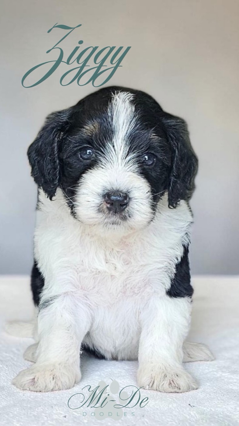 A black and white puppy sits on a light surface, looking at the camera. The name Ziggy appears above the puppy in script, and Mi-De Doodles is written at the bottom.