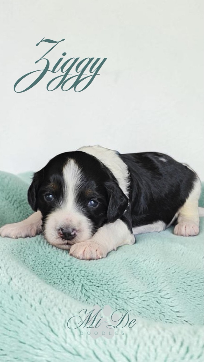 A black and white puppy lies on a soft, light green blanket, looking at the camera. The name Ziggy is written in script above, and Mi-De Doodles appears in elegant font below.