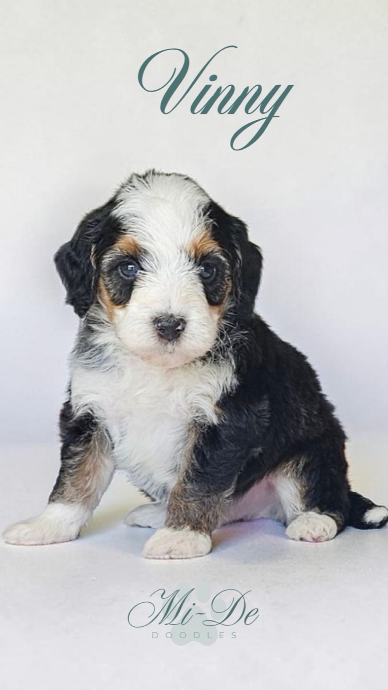 A fluffy black, white, and brown puppy sits on a white background. The name Vinny is written above the puppy, and Mi-De Doodles is displayed below.