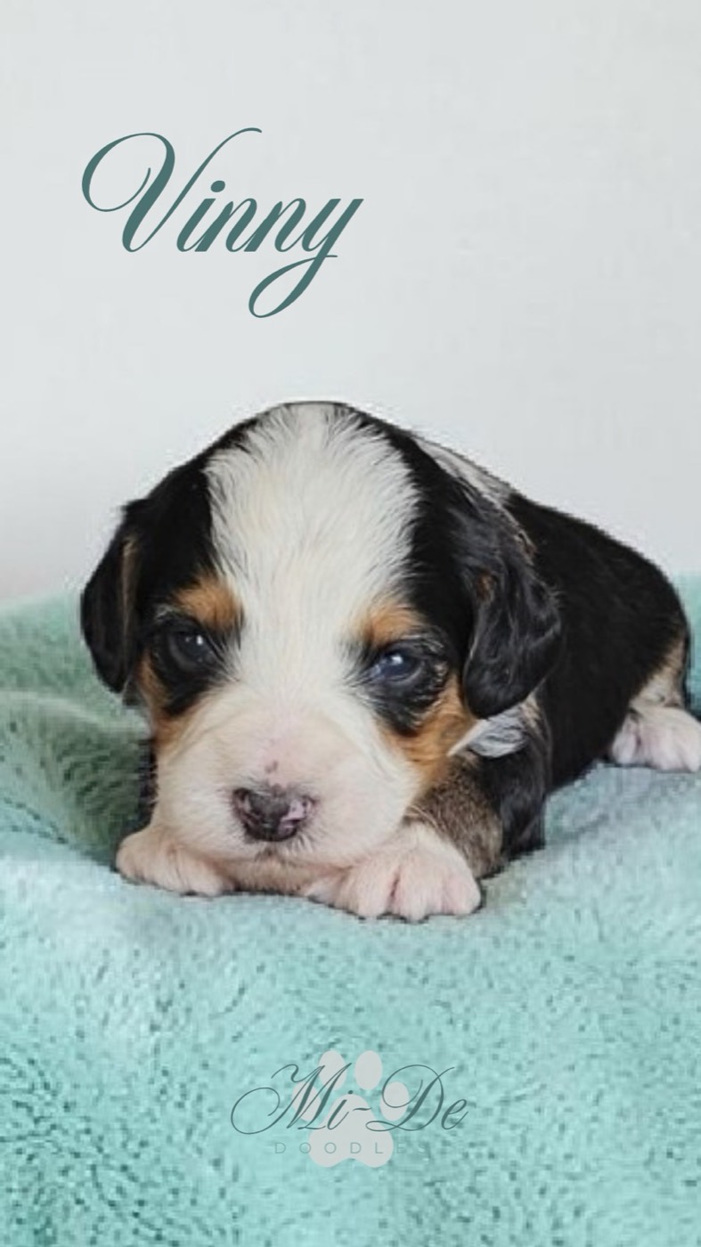 A small tricolor puppy named Vinny lies on a soft aqua blanket, looking at the camera. The word Vinny is written in script above, and a faint Mi-De Doodle logo appears at the bottom.