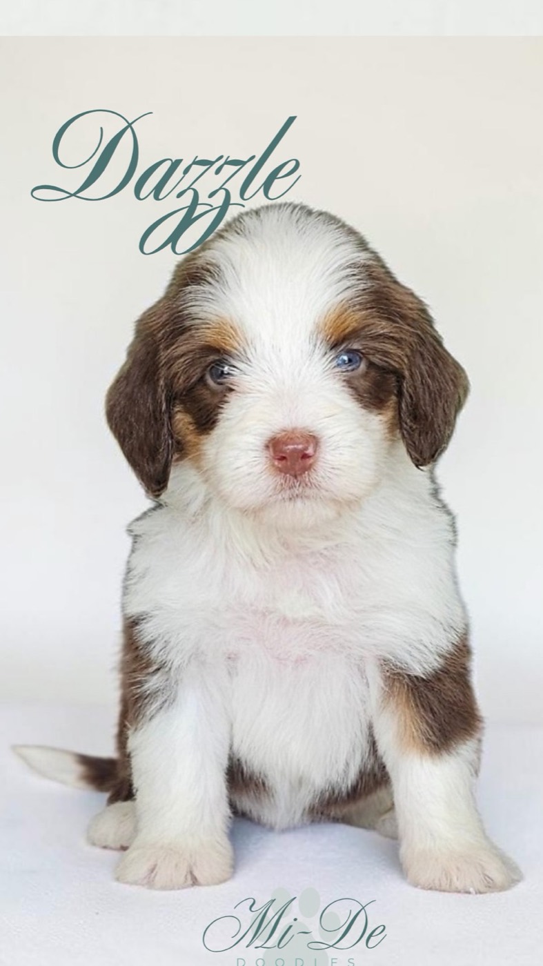 A fluffy brown and white puppy with blue eyes sits facing forward on a white background. The word “Dazzle” is written above, and “Mi-De” appears below the puppy in elegant script.
