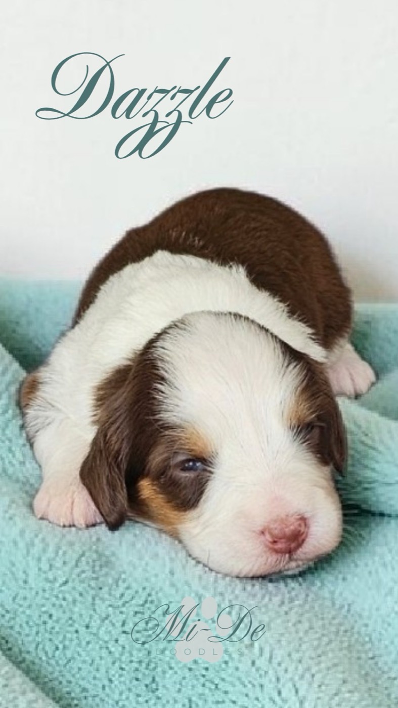 A small brown and white puppy with closed eyes lies on a light blue blanket. The word Dazzle appears in cursive text at the top, with Mi-De and a logo at the bottom.