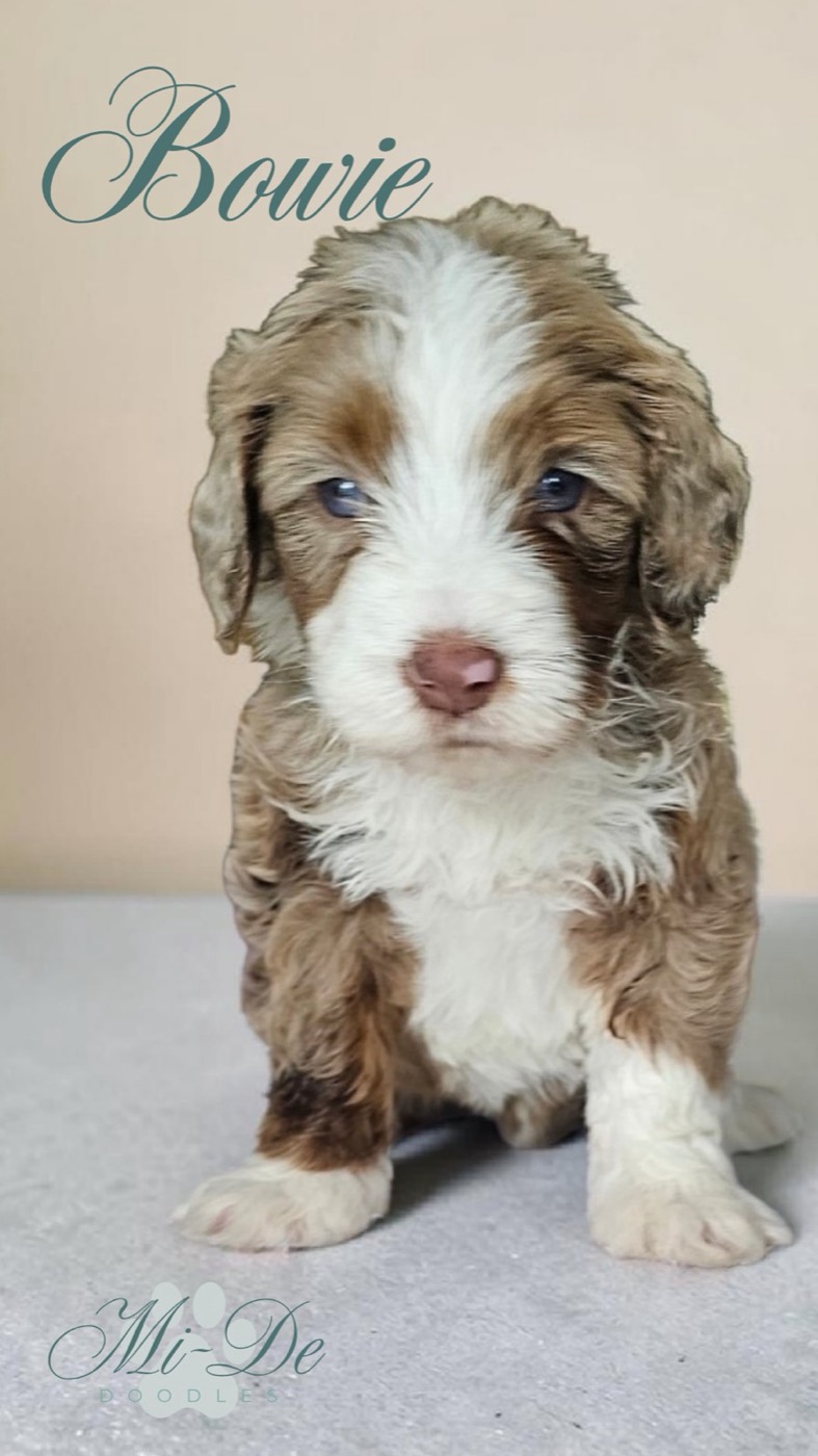 A fluffy brown and white puppy with blue eyes sits on a light surface, looking at the camera. The name Bowie is written above its head, and Mi-De Doodles is in the bottom left corner.
