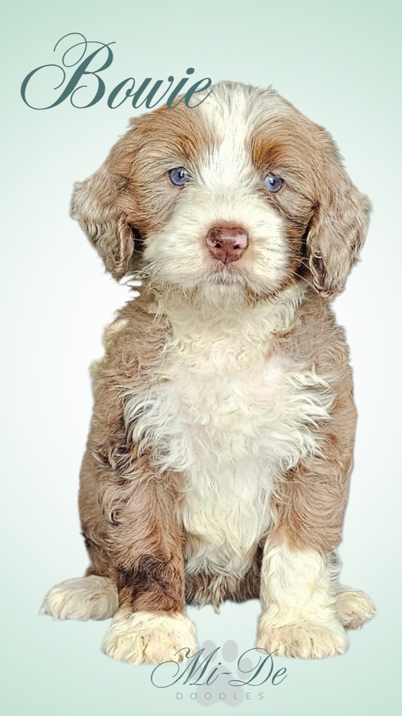 Adorable brown-and-white doodle puppy with blue eyes, sitting upright against a pale gradient background, 'Bowie' in elegant script at the top.