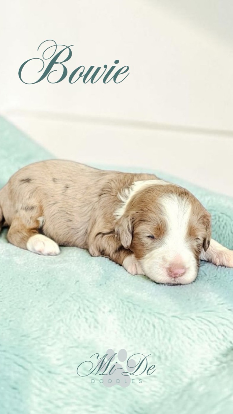 A small, light brown and white puppy is sleeping on a soft, light blue blanket. The name Bowie is written above, and Mi-De Doodles is displayed at the bottom of the image.