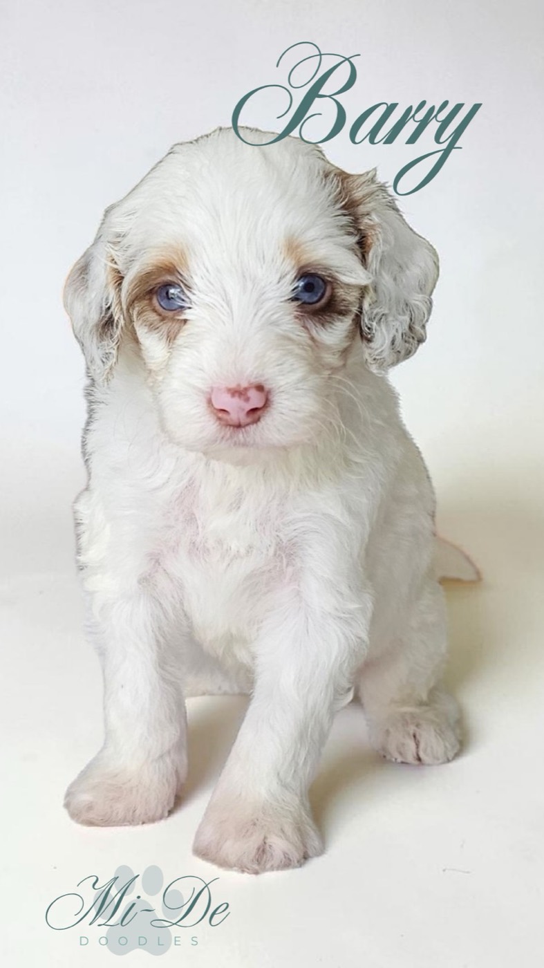 A fluffy white puppy with light brown patches, blue eyes, and a pink nose sits on a white background. The name Barry is written above in script, and Mi-De Doodles is in the lower left corner.