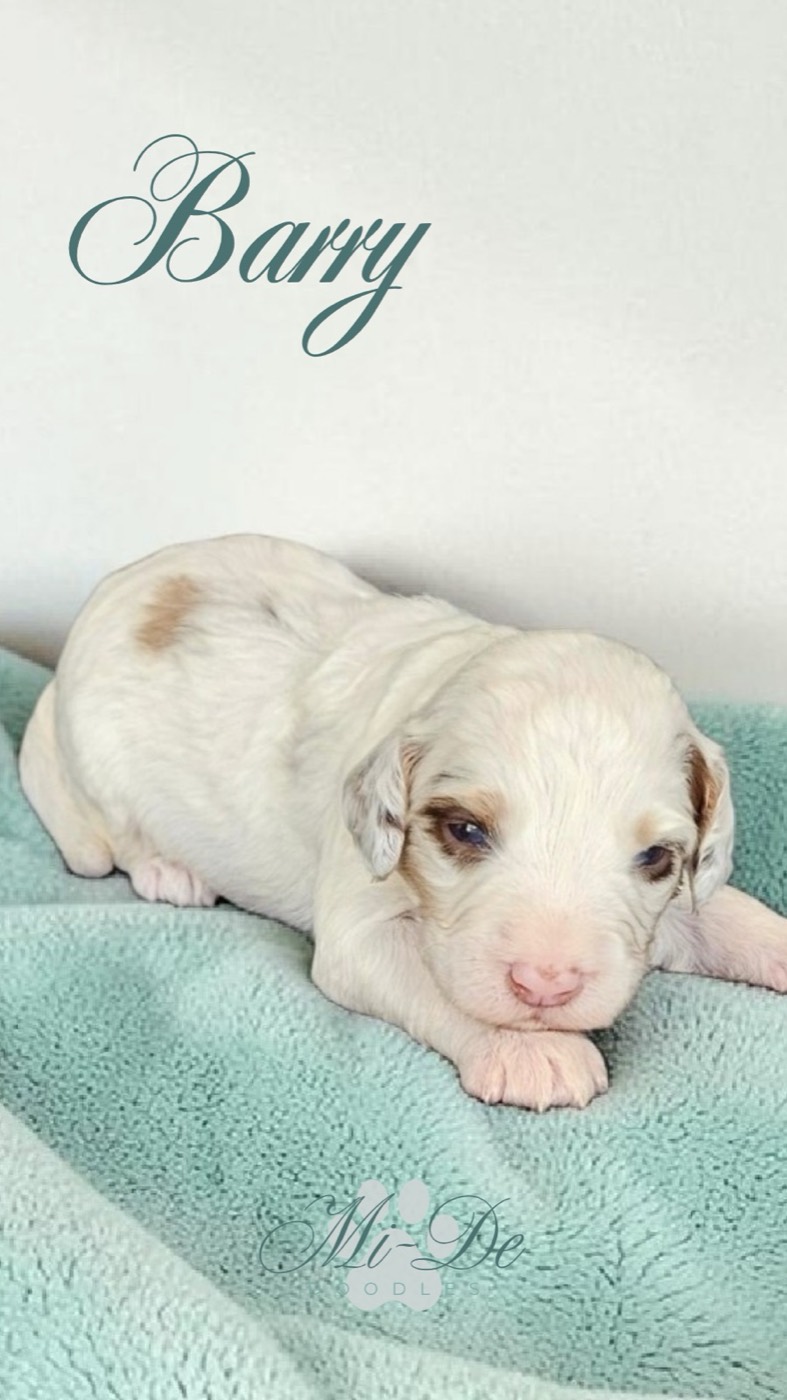 A small white and light brown puppy lies on a light blue towel. The name Bary is written in cursive above the puppy, and a faint logo appears at the bottom of the image.