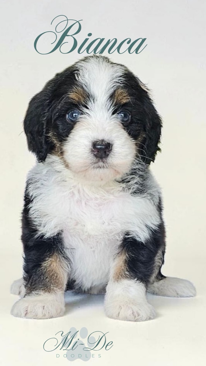 A fluffy black, white, and tan puppy with blue eyes sits facing forward. The name Bianca is written above her, and the logo Mi-De Doodles appears at the bottom.