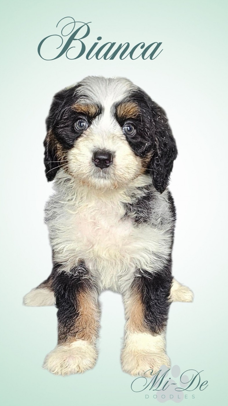 A fluffy black, white, and tan puppy sits facing forward. The name Bianca appears at the top in cursive, with Mi-De Doodles written at the bottom right. The background is light green.