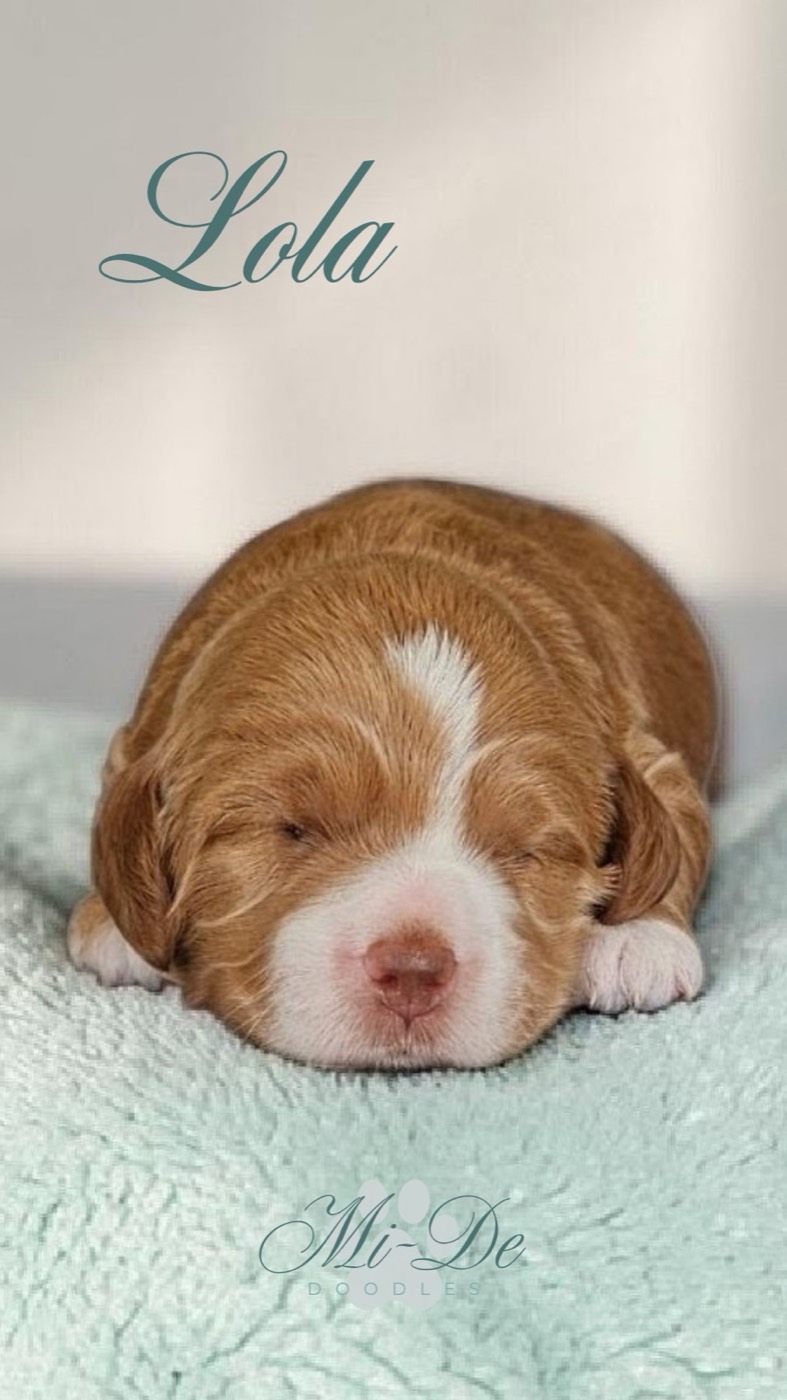 A small brown and white puppy with closed eyes lies on a soft light blue blanket. The name “Lola” is written above the puppy, and Mi-De Doodles is written at the bottom of the image.