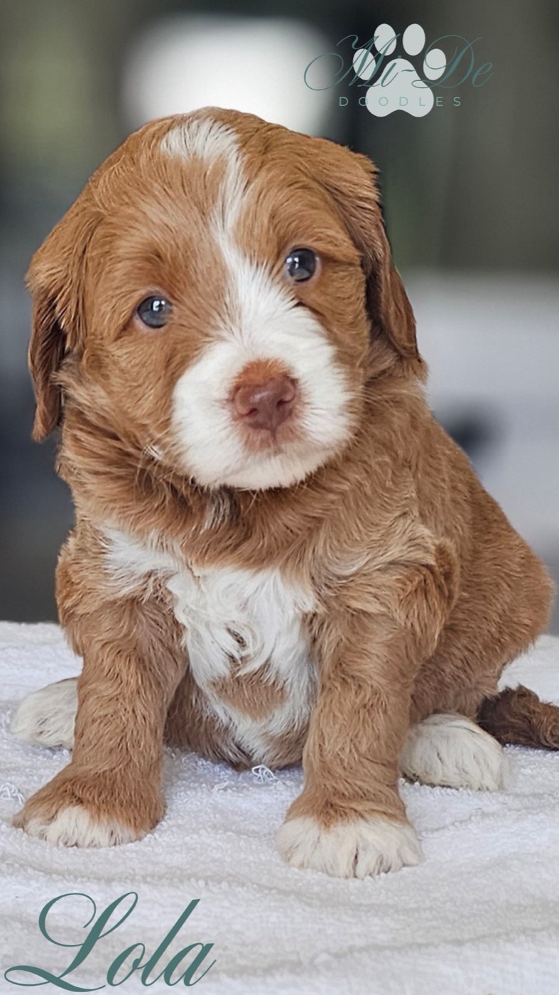 A fluffy brown and white puppy with big eyes sits on a white towel, looking into the camera. The name Lola is written in cursive at the bottom, and a logo with paw prints appears at the top right.