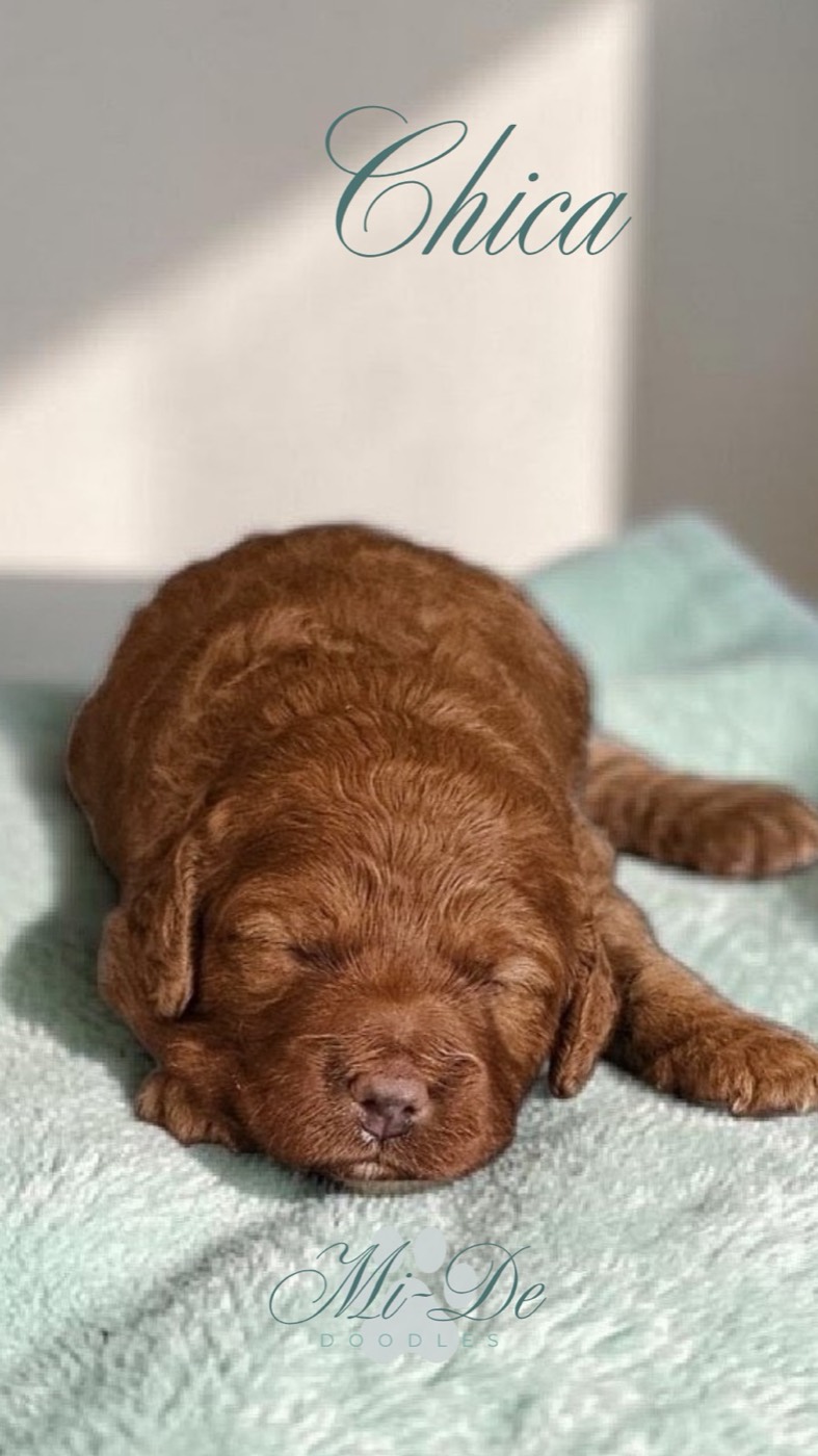 A small brown puppy is sleeping on a soft, light blue blanket with sunlight shining on its fur. The name Chica is written at the top, and Mi-De Doodles appears at the bottom of the image.