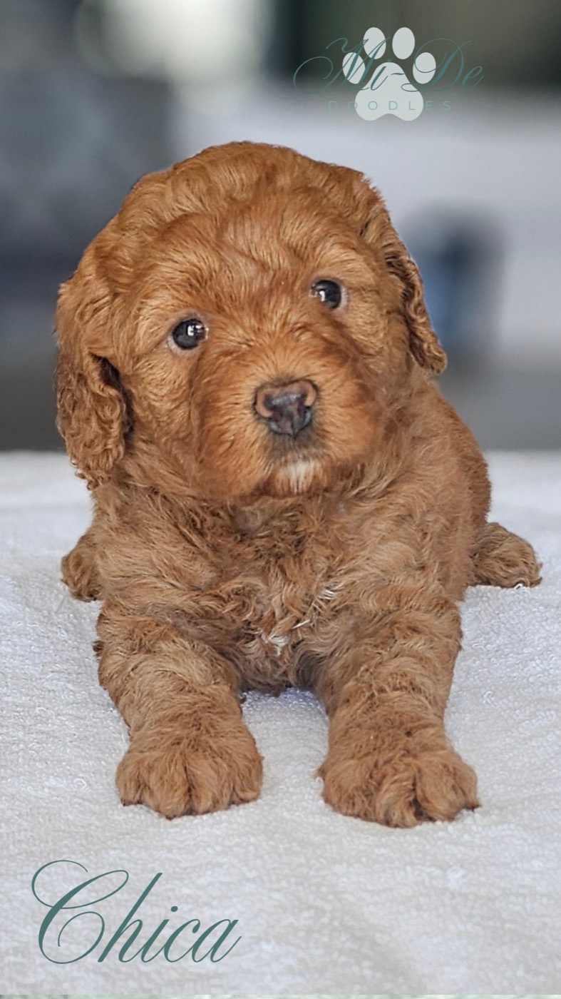 A fluffy brown puppy with curly fur lies on a white surface, looking slightly upward. The name Chica is written in cursive at the bottom left corner of the image.