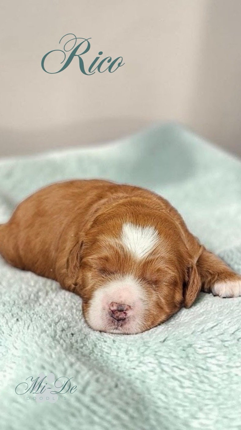 A small, brown and white puppy sleeps on a soft light blue blanket. The word Rico appears above the puppy in elegant script, and Mi-De is written in the bottom left corner.