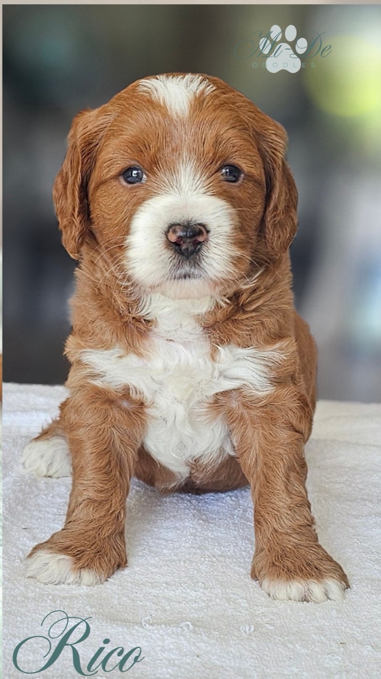A fluffy brown and white puppy with a white nose and chest sits on a white blanket, gazing forward. The name Rico is written at the bottom, and a logo appears in the top right corner.