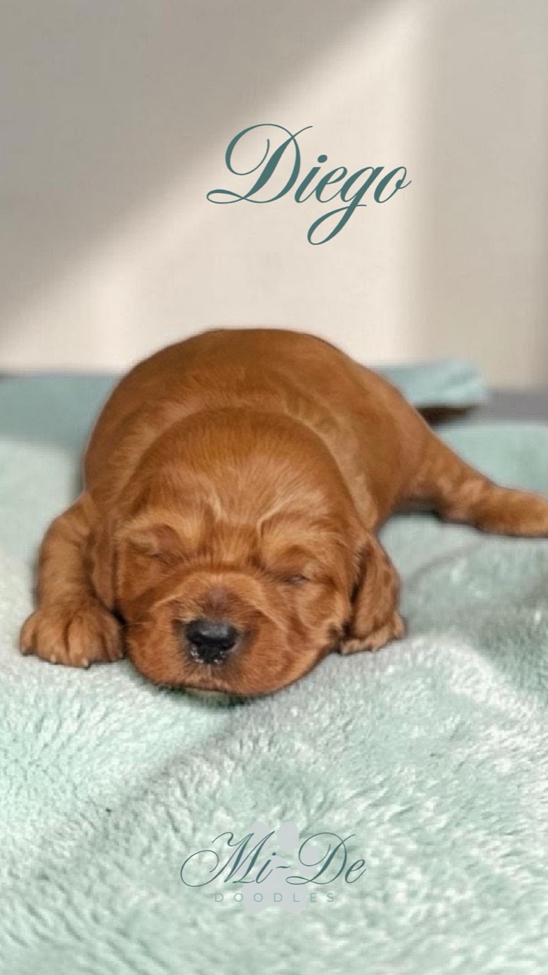 A small brown puppy is sleeping on a light blue blanket. The name Diego is written above the puppy, and Mi-De Doodles appears at the bottom of the image.
