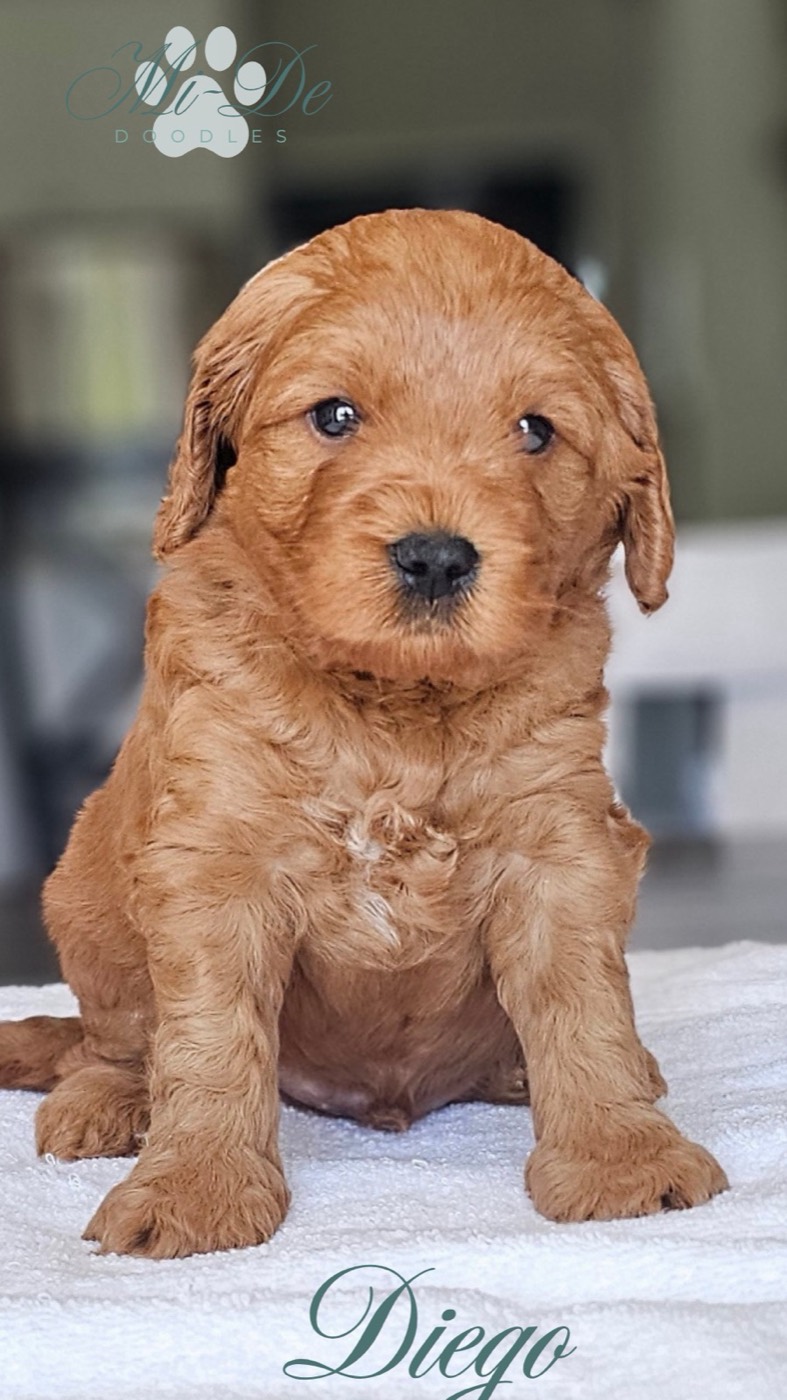 A fluffy, light brown puppy sits on a white surface, looking at the camera with dark eyes. The name Diego is written at the bottom, and a logo with paw prints appears at the top left.