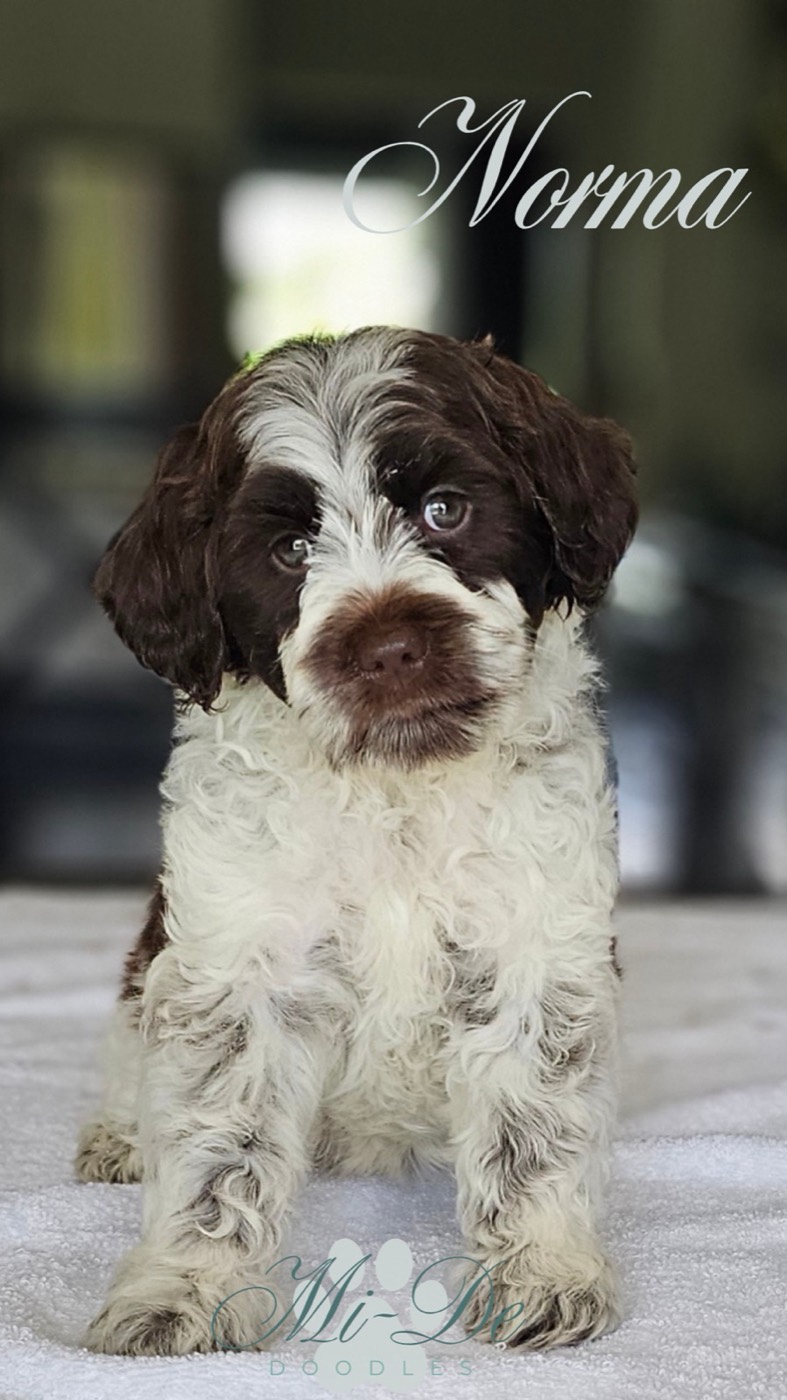 A fluffy brown and white puppy with curly fur sits on a light surface, looking at the camera. The name Norma is written at the top, and Mi Doodle appears faintly at the bottom.