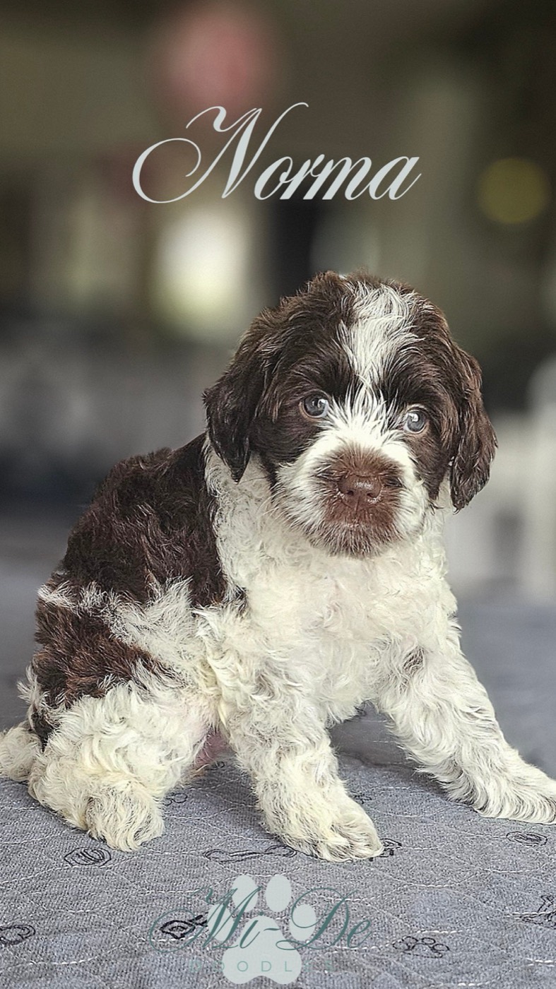 A fluffy brown and white puppy sits on a gray surface, looking toward the camera. The word Norma is written in cursive at the top, and a faint paw print logo is visible at the bottom of the image.