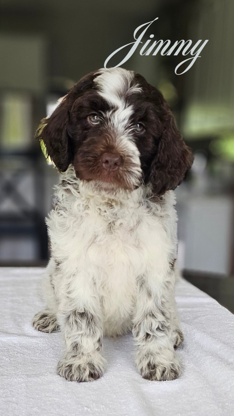 A fluffy brown and white puppy sits on a table, looking at the camera with a calm expression. The name Jimmy is written above the puppy in cursive text. The background shows a blurred indoor setting.