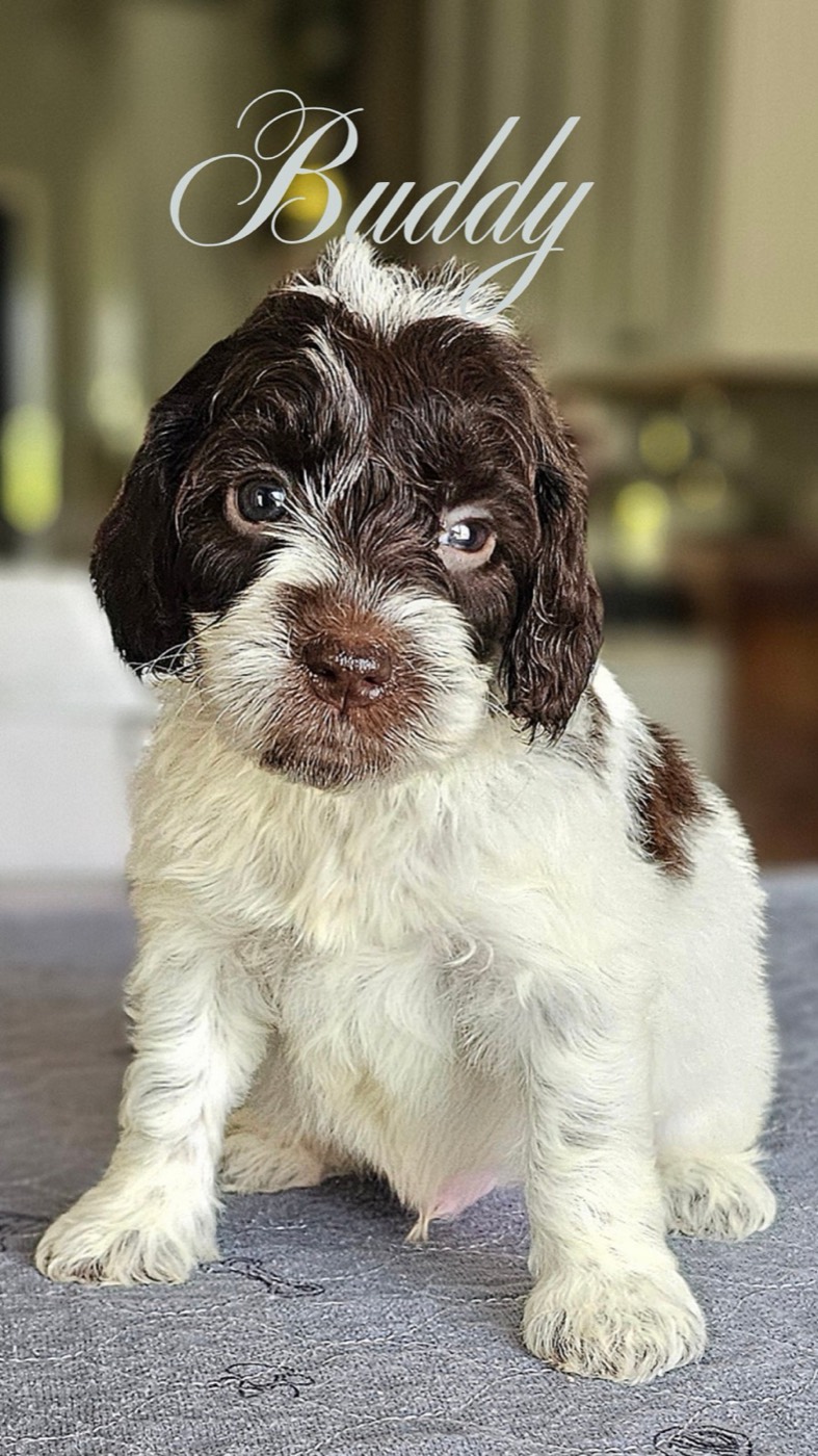 Brown-and-white puppy with floppy ears sitting on a textured rug; name 'Buddy' overlaid in elegant script.
