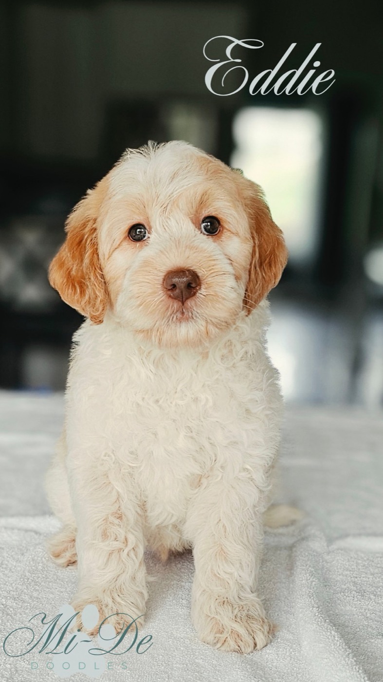 A fluffy, light brown and white puppy sits on a soft surface, looking at the camera. The name Eddie is written at the top, and Mu.De Doodle appears in the bottom left corner.
