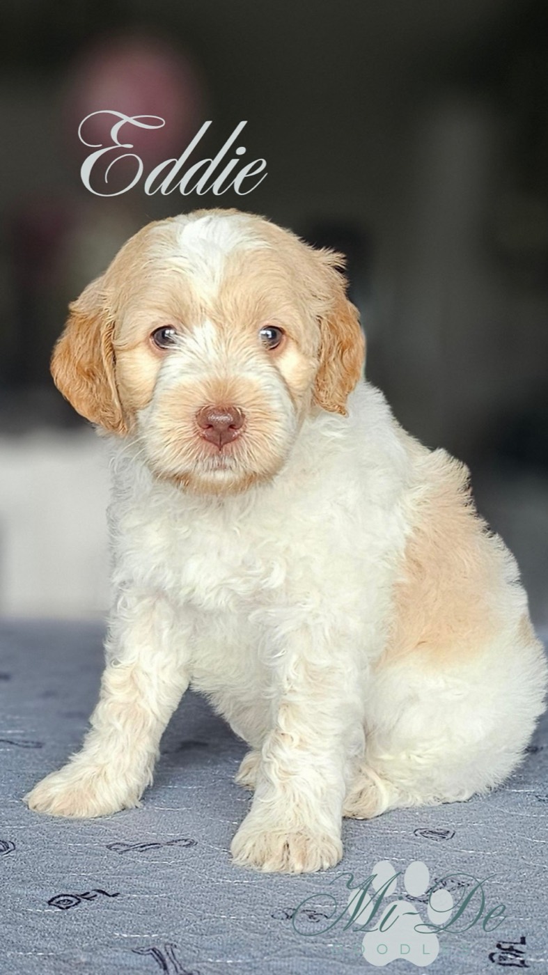 A fluffy, cream and white puppy sits on a light-colored surface, looking at the camera. The name Eddie is written above the puppy in elegant script.