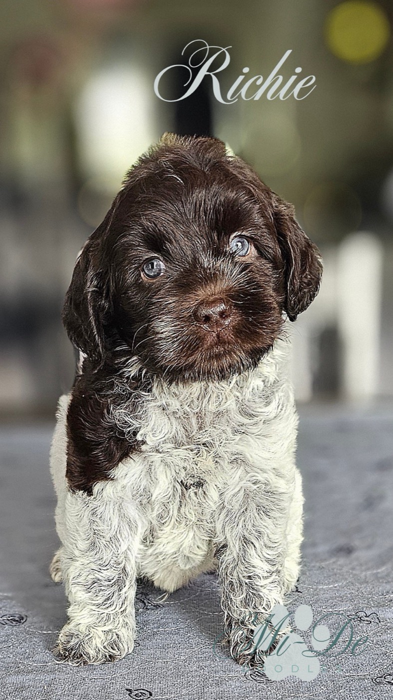 A fluffy brown and white puppy with curly fur sits on a gray surface, looking at the camera with bright eyes. The name Richie is written in elegant script above its head.