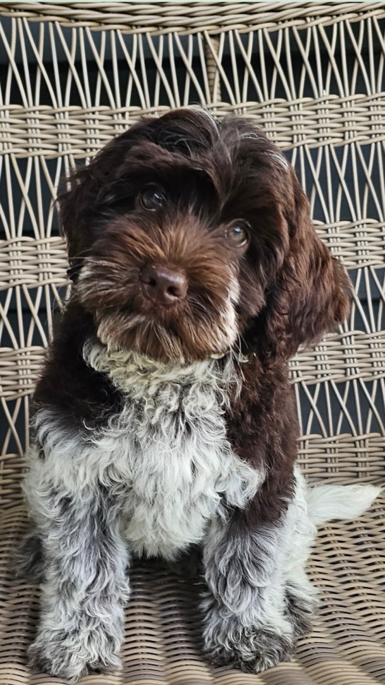Small brown and white dog with fluffy fur sits on a woven wicker chair, tilting its head slightly to the side and looking toward the camera.