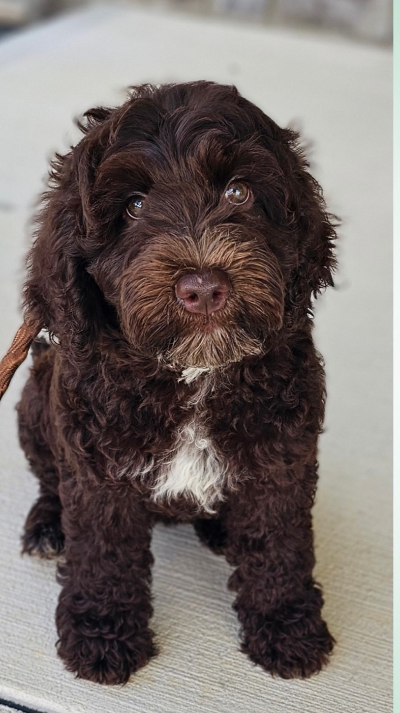 A fluffy brown puppy with white markings on its chest sits on a light-colored surface, looking up with big, expressive eyes.