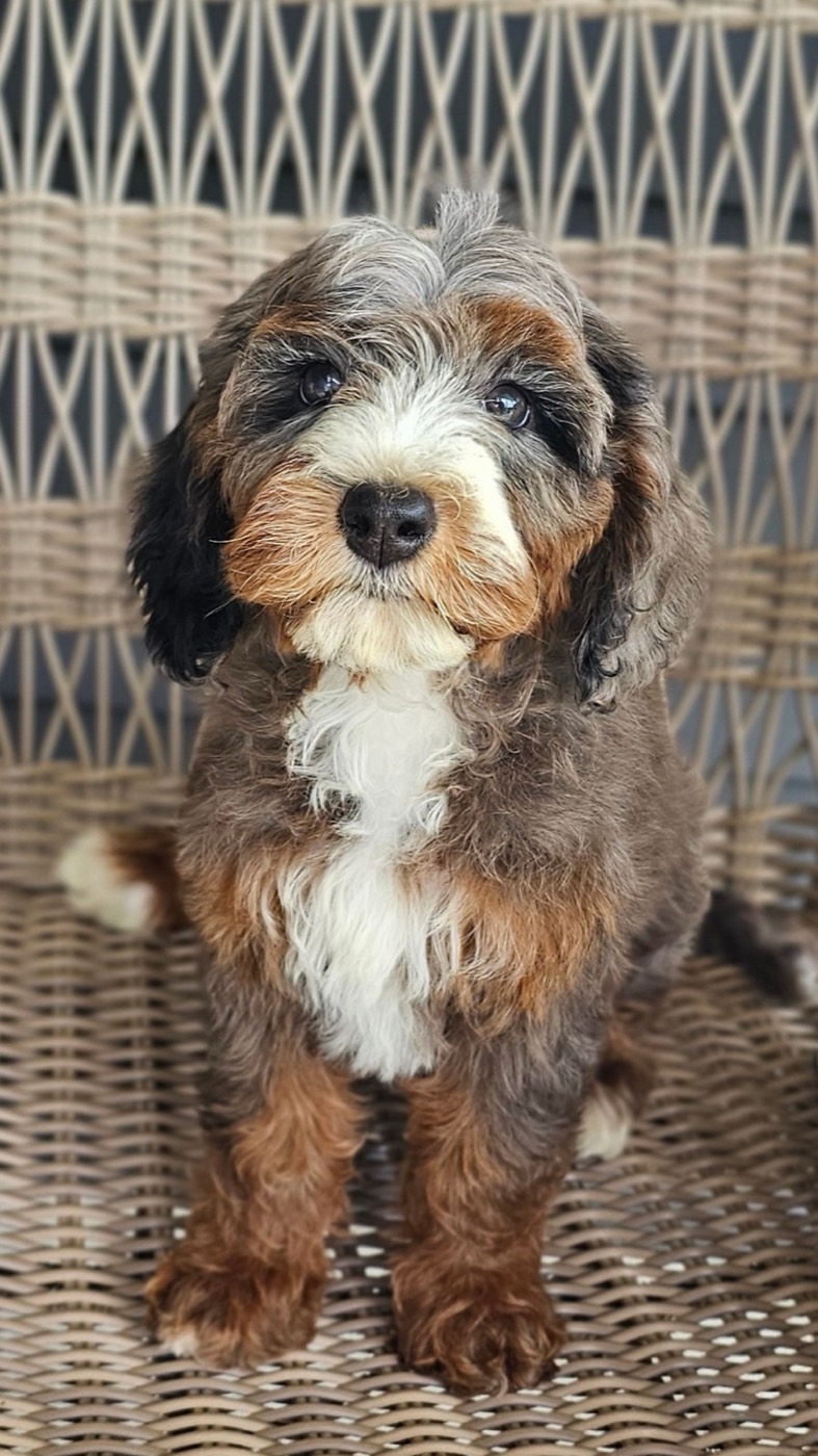 A fluffy puppy with black, brown, and white fur sits on a woven wicker chair, looking directly at the camera with a sweet expression.