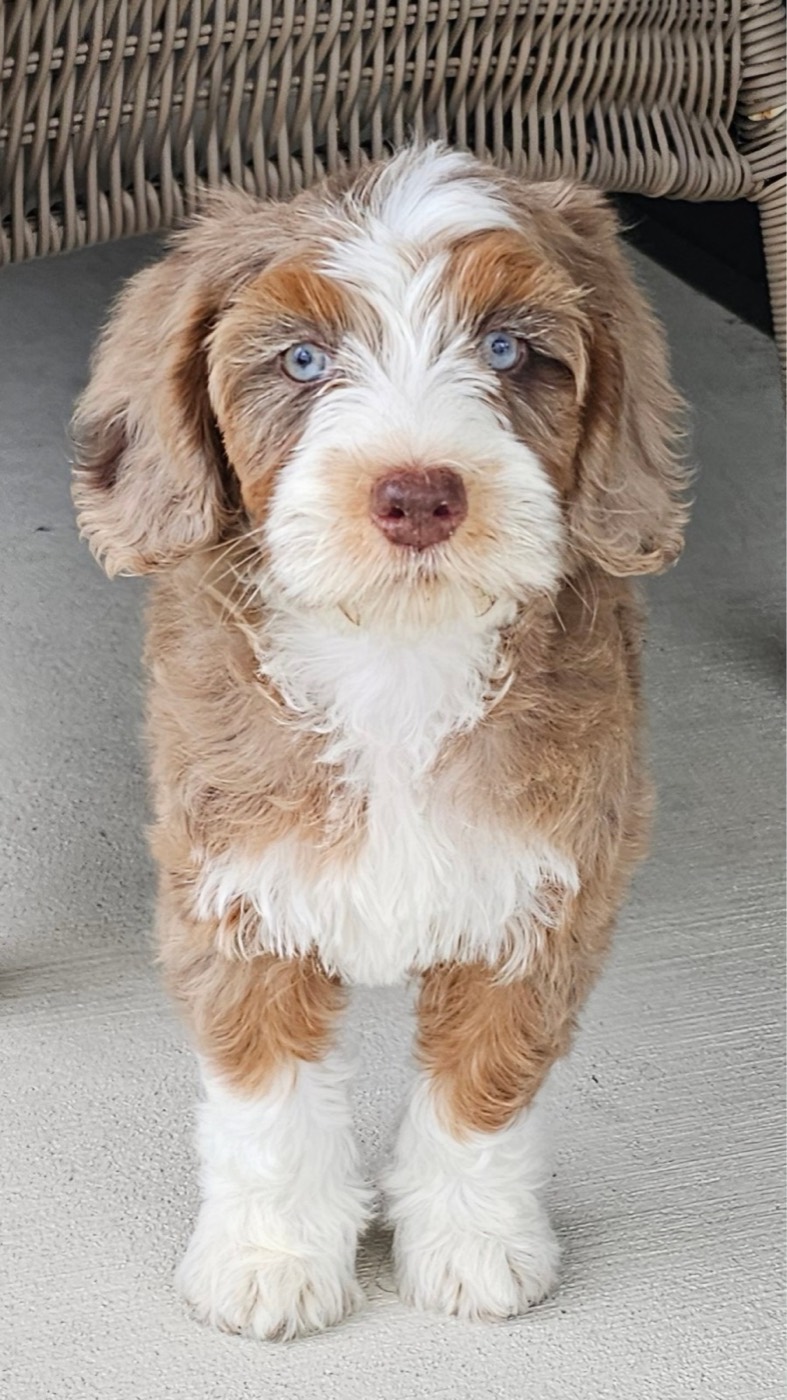A fluffy brown and white puppy with blue eyes stands on a light-colored floor in front of wicker furniture, looking directly at the camera.