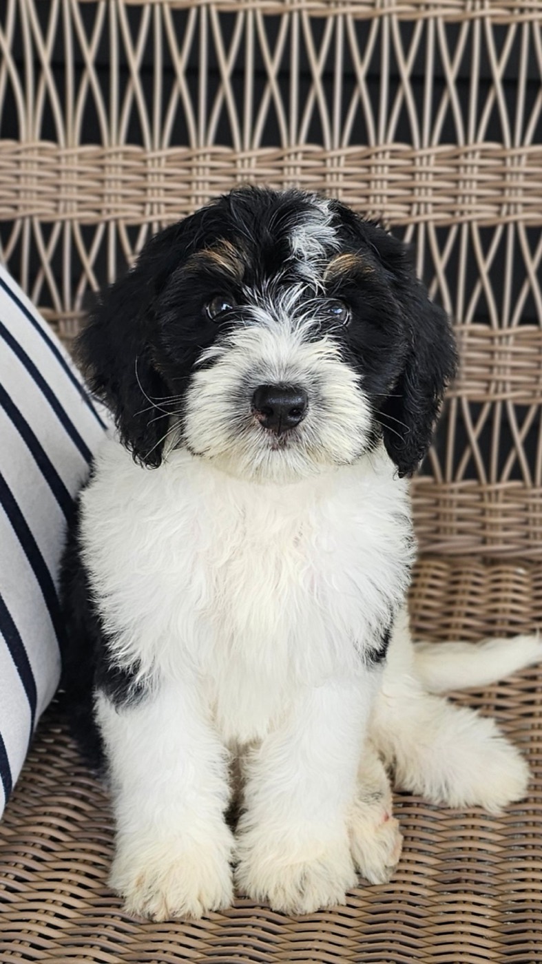 A fluffy black and white puppy sits on a wicker chair next to a cushion with black and white stripes, looking directly at the camera.
