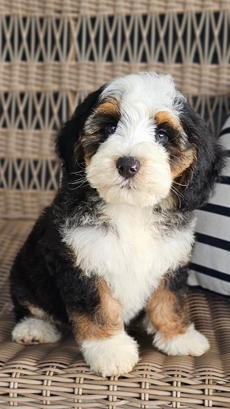 A fluffy Bernedoodle puppy with black, brown, and white fur sits on a woven chair, looking at the camera.
