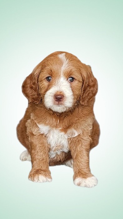 A fluffy brown and white puppy sits facing forward against a light green gradient background, looking directly at the camera with a calm expression.