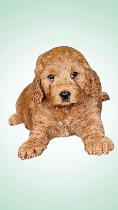 A fluffy brown puppy with curly fur lies down facing forward against a soft light green gradient background. The puppy looks alert with its head slightly tilted.
