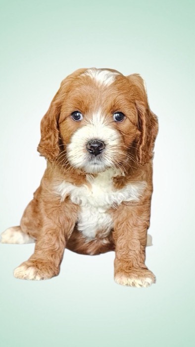 A fluffy brown and white puppy with curly fur sits facing forward on a light, gradient background, looking directly at the camera with bright blue eyes.