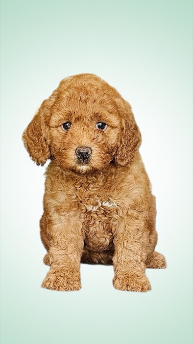 A small, curly-haired brown puppy sits facing forward against a light mint green background, looking directly at the camera with a gentle expression.