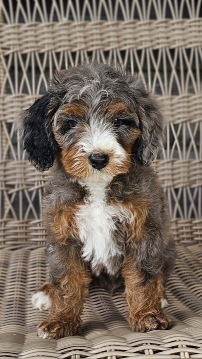 A fluffy, tri-colored puppy with curly fur sits on a woven wicker chair, looking at the camera. The puppy has black, brown, and white patches on its face, chest, and legs.