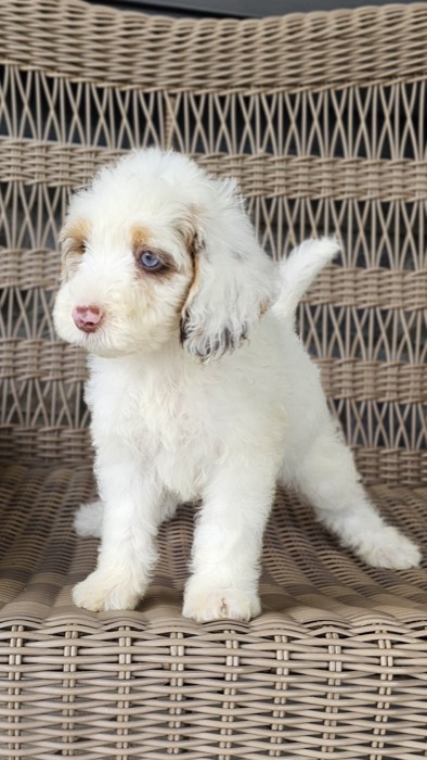 A fluffy white puppy with brown spots on its face and ears stands on a wicker chair, looking to the side with one paw raised.