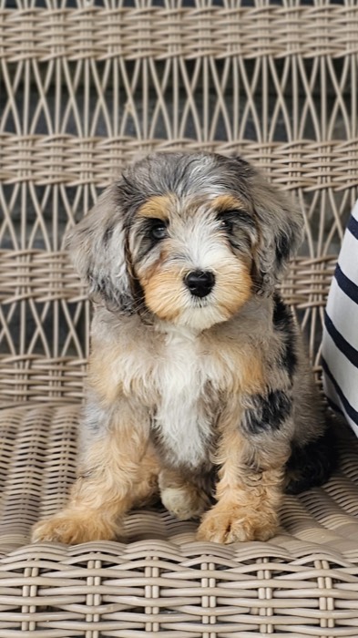 A fluffy, multicolored puppy with tan, black, and white fur sits on a woven chair, looking at the camera. Part of a person wearing a striped shirt is visible beside the puppy.