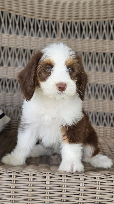 A fluffy brown and white puppy with blue eyes sits on a wicker chair, looking slightly to the side.