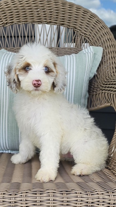 A fluffy white puppy with brown patches and blue eyes sits on a wicker chair with a striped pillow in the background.