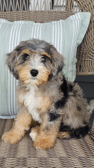 A fluffy, multicolored puppy with tan, black, and white fur sits on a wicker chair in front of a striped pillow, looking attentively at the camera.