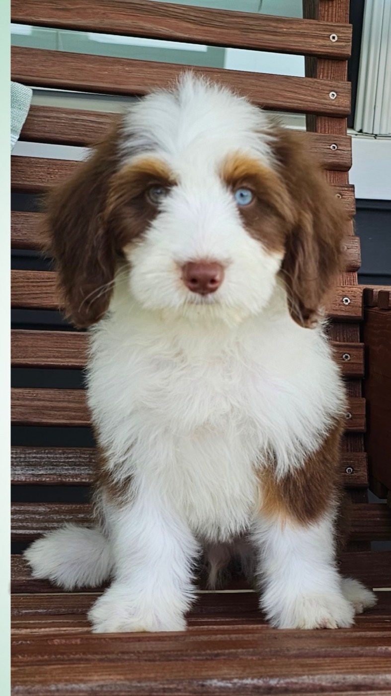 A fluffy brown and white puppy with blue eyes sits on a wooden bench, looking directly at the camera.