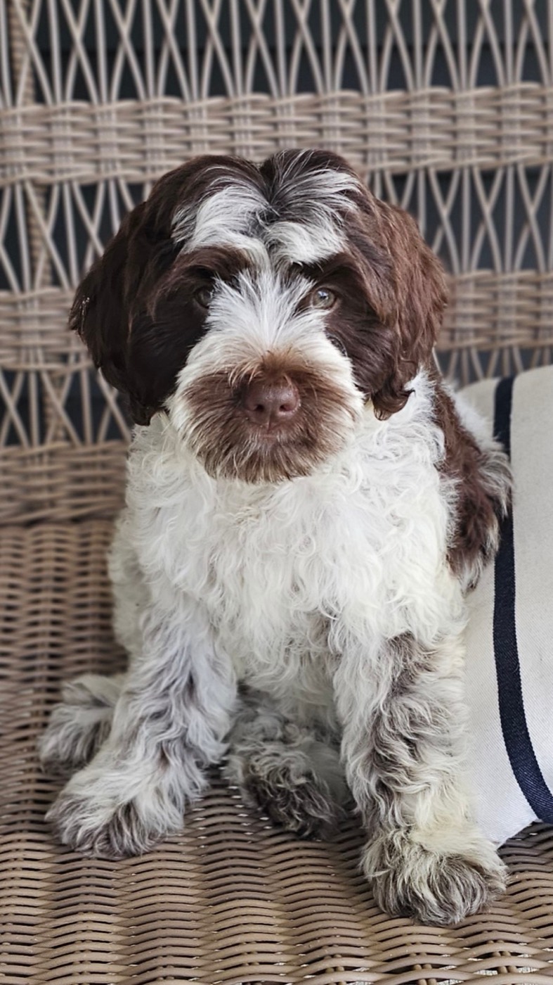 A fluffy brown and white dog with curly fur sits on a wicker chair next to a striped cushion, looking directly at the camera.