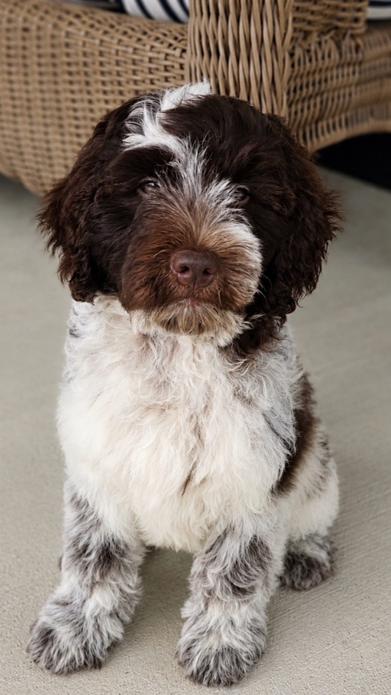 A fluffy brown and white puppy with curly fur sits on a light floor, looking at the camera. There is a wicker chair in the background.