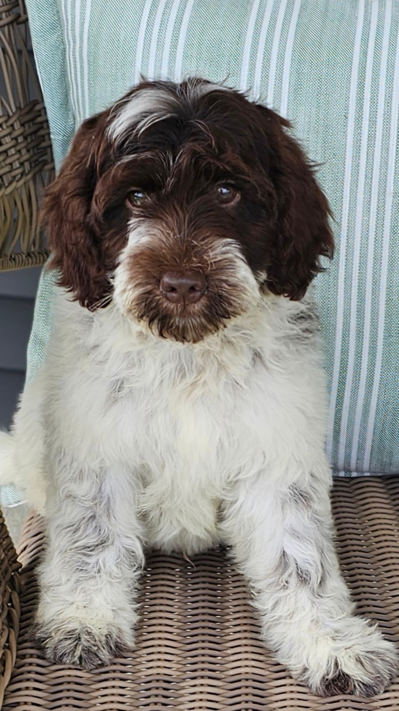 A fluffy brown and white dog with curly fur sits on a wicker chair in front of a blue-green striped cushion, looking directly at the camera.